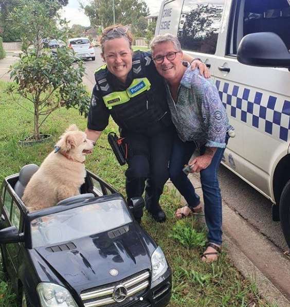 собака с полицейскими