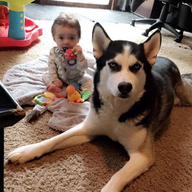 собака с ребёнком