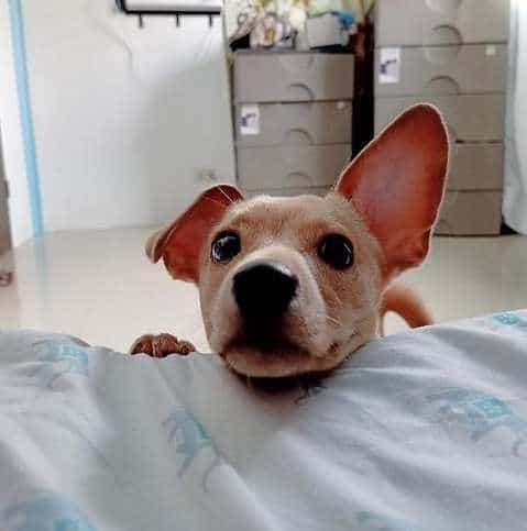 пёс  у кровати