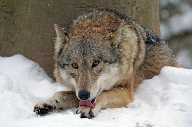 волк в снегу