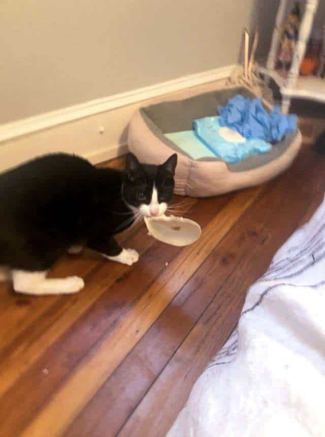 кот с едой
