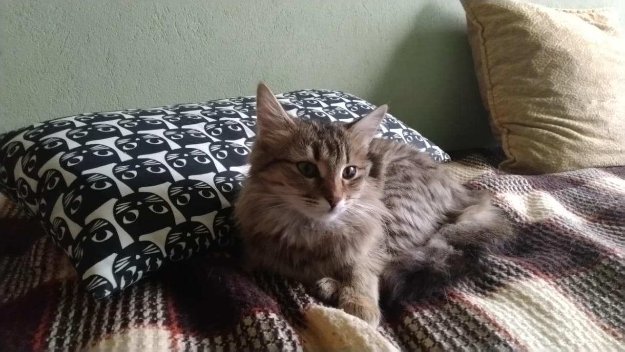 кошка на кровати