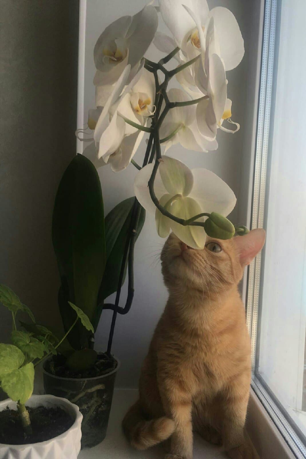 кот и орхидея