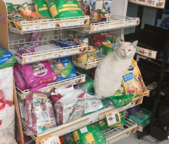 кот в магазине