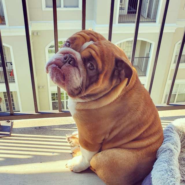 собака на балконе