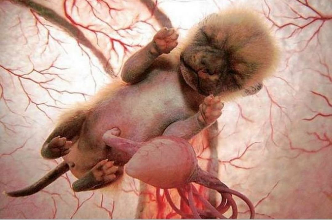 Настоящие чудеса природы: фотографии животных в утробе матери(ФОТО)