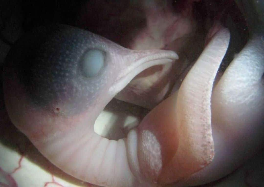 Настоящие чудеса природы: фотографии животных в утробе матери(ФОТО)