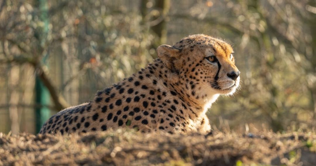 В Африке впервые за десятилетие заметили редкого северо-западного гепарда |  Мур ТВ