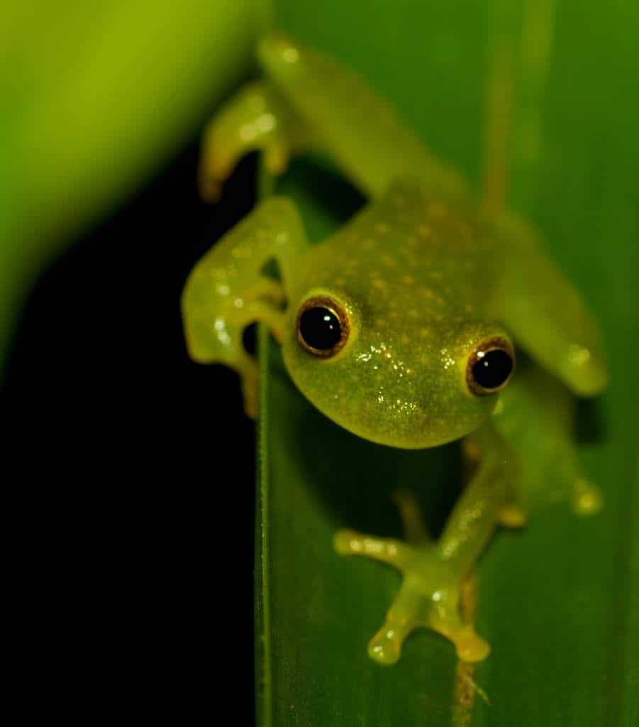 Прозрачная лягушка. Стеклянная лягушка (Glass Frog). Centrolenidae лягушка. Стеклянные лягушки Centrolenidae. Гекконовая лягушка Centrolene Ilex.