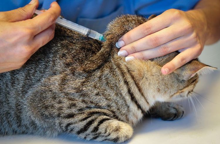 Холангит у кошек: симптомы и лечение