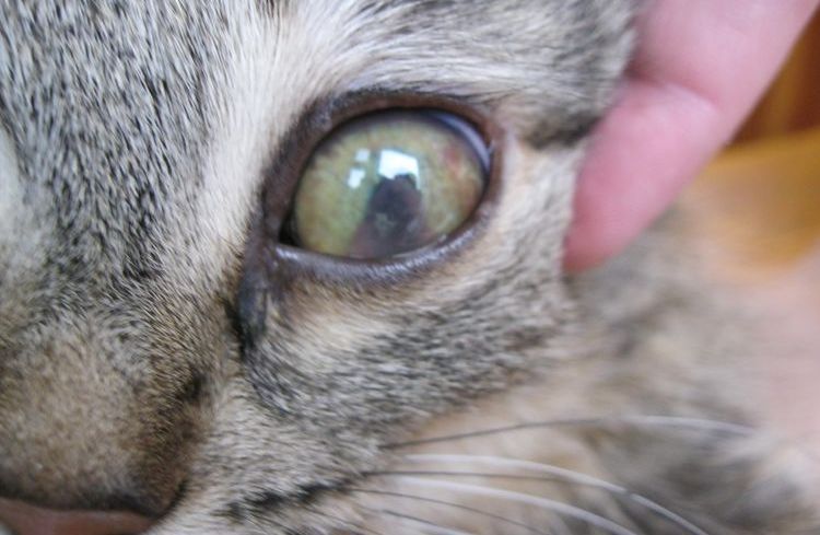 Бельмо на глазу у кошки