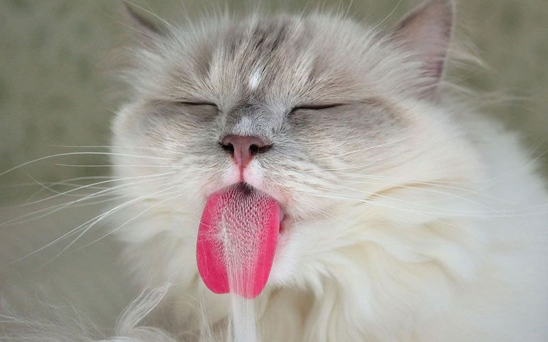 Почему кошки вытаскивают кончик языка. | VK