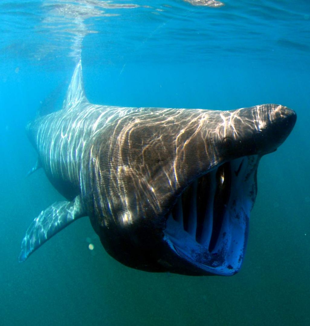 Акула гигантская или исполинская. Фото, видео