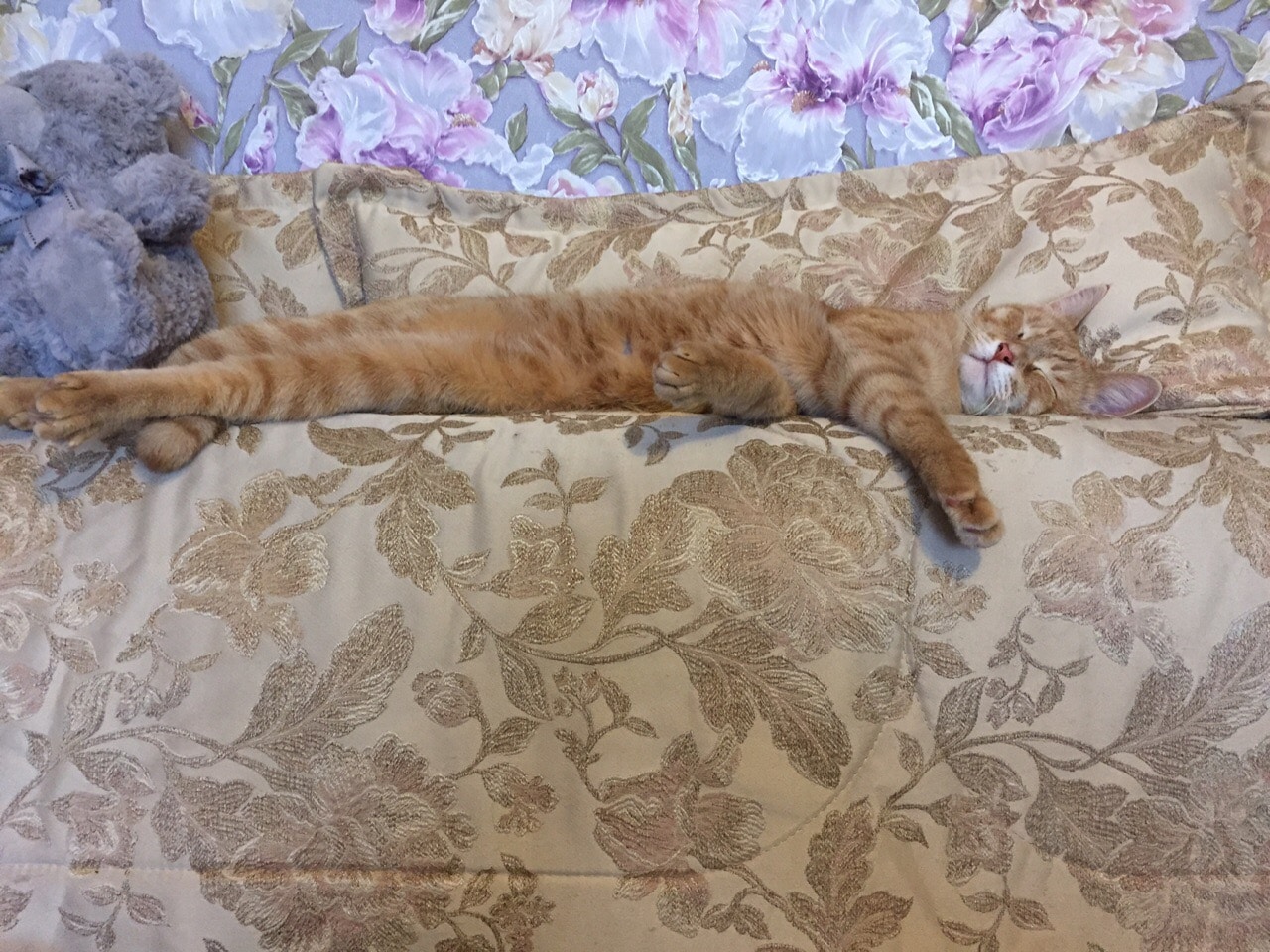 рыжий кот на диване