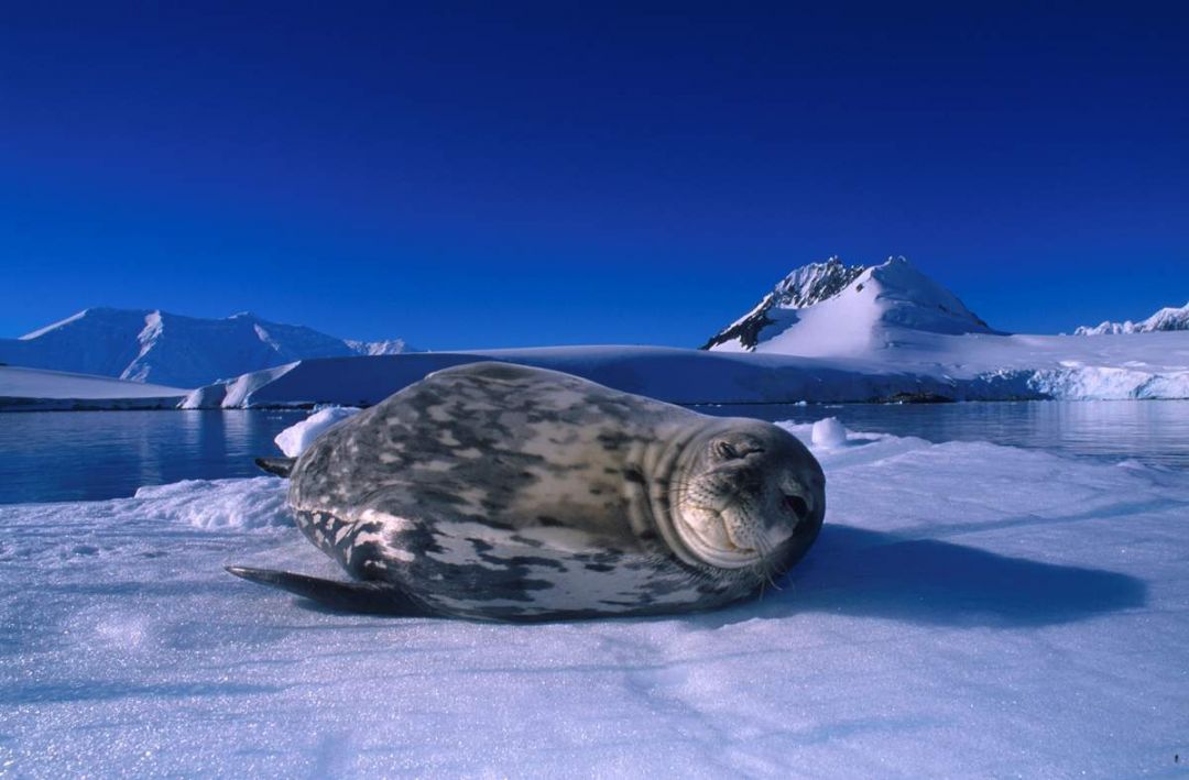 Тюлень Уэдделла – обитатель суровых условий | Мур ТВ