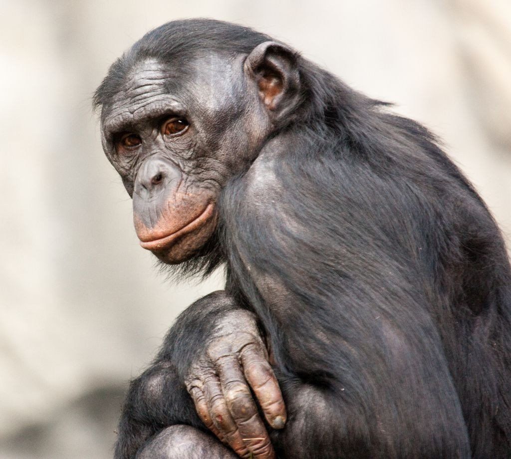 Бонобо — интеллектуальные шимпанзе | Мур ТВ