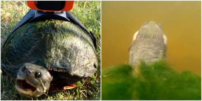 Как видят черепахи красноухие мир глазами фото