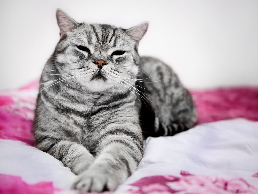 Порода кошки из рекламы Вискас | Мур ТВ