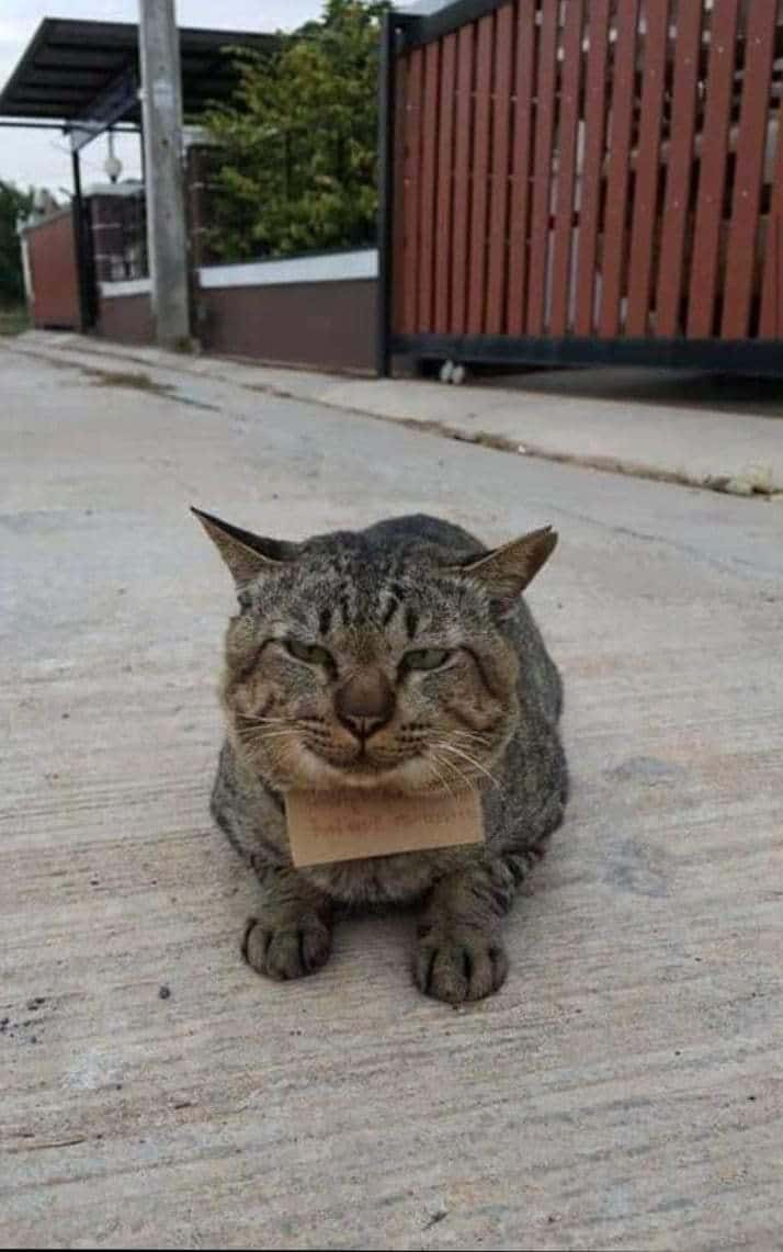 кот с запиской