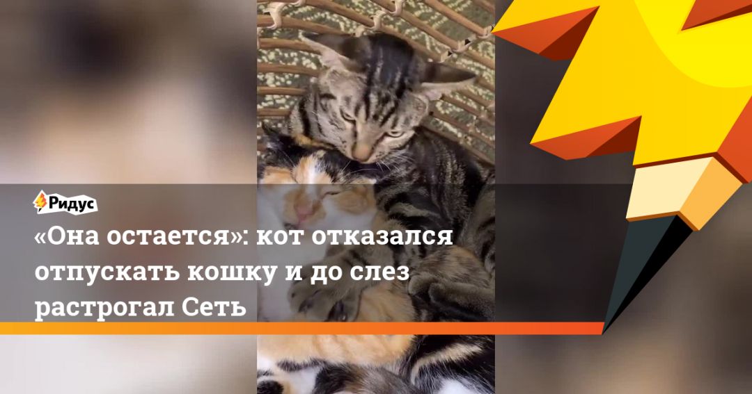 Кот остается. Ей не с кем оставить кота. Растрогали до слез кота. Ей не с кем оставить кота картинки. НЙ не с кем оставить кота.