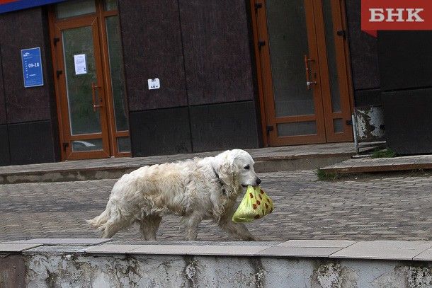 В Сосногорске ищут охотников на бродячих собак