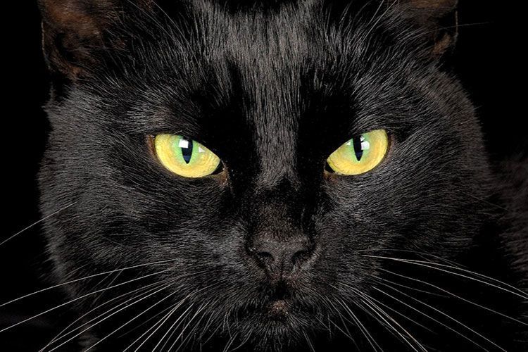 Желтые нлаза черной кошки