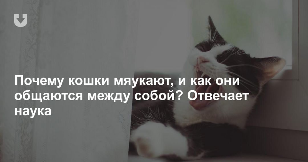 Кот мяукает без причины. Кошка мяукает по ночам. Кошки мяукают только для людей. Кошка мяукает без причины. Почему кошки не мяукают друг с другом.