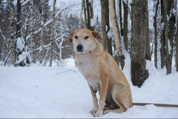 Сыктывкарцы на время морозов разобрали три десятка собак из приюта