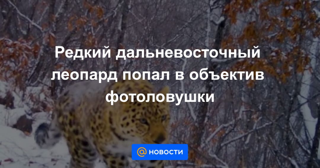 Дальневосточный леопард фотоловушка