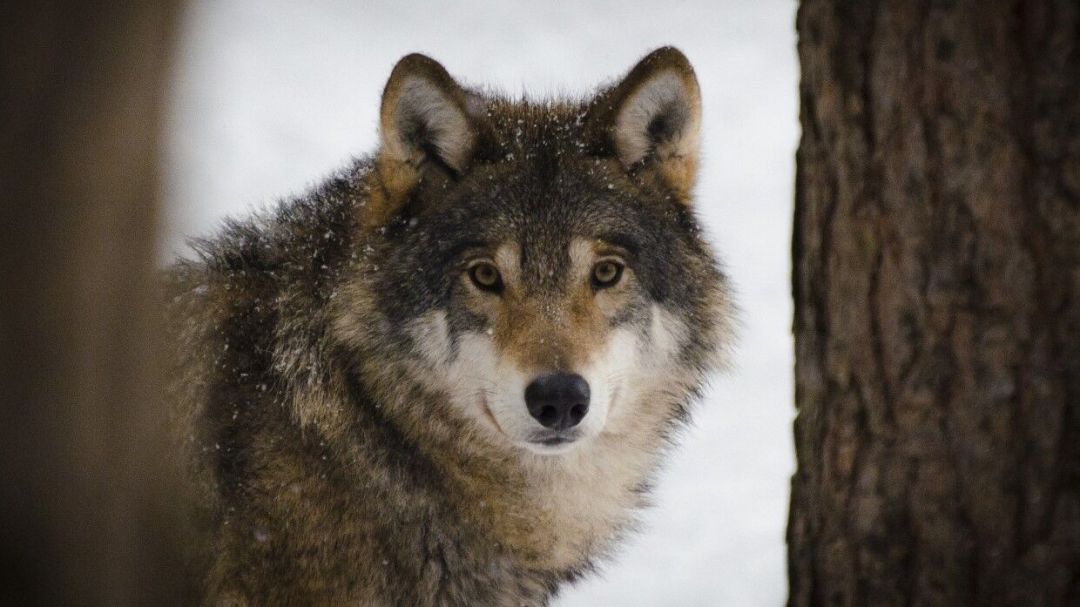Бродившего в Подмосковье волка поймали волонтеры