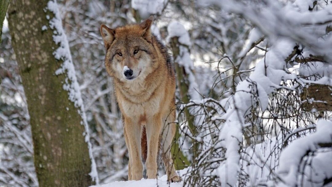 Волки загрызли несколько домашних собак на севере Карелии
