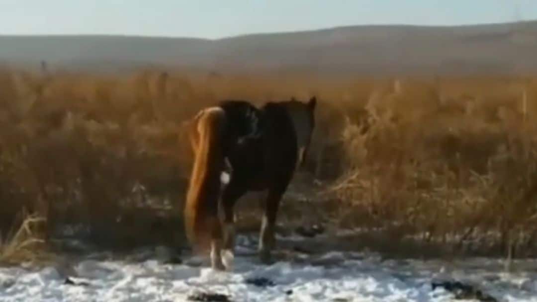 Пропавшего после покупки лошади жителя Коми обнаружили мертвым