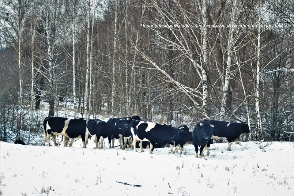 коровы в Чернобыльском заповеднике. Скриншот facebook.com/zapovidnyk2018