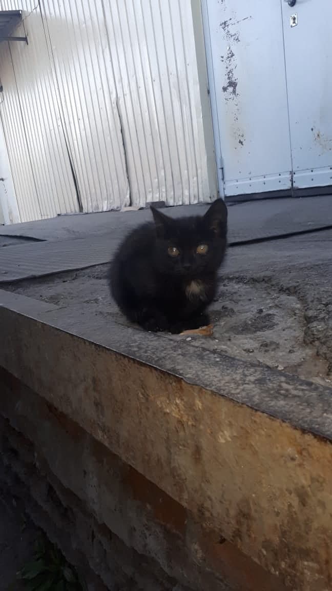 чёрный котёнок