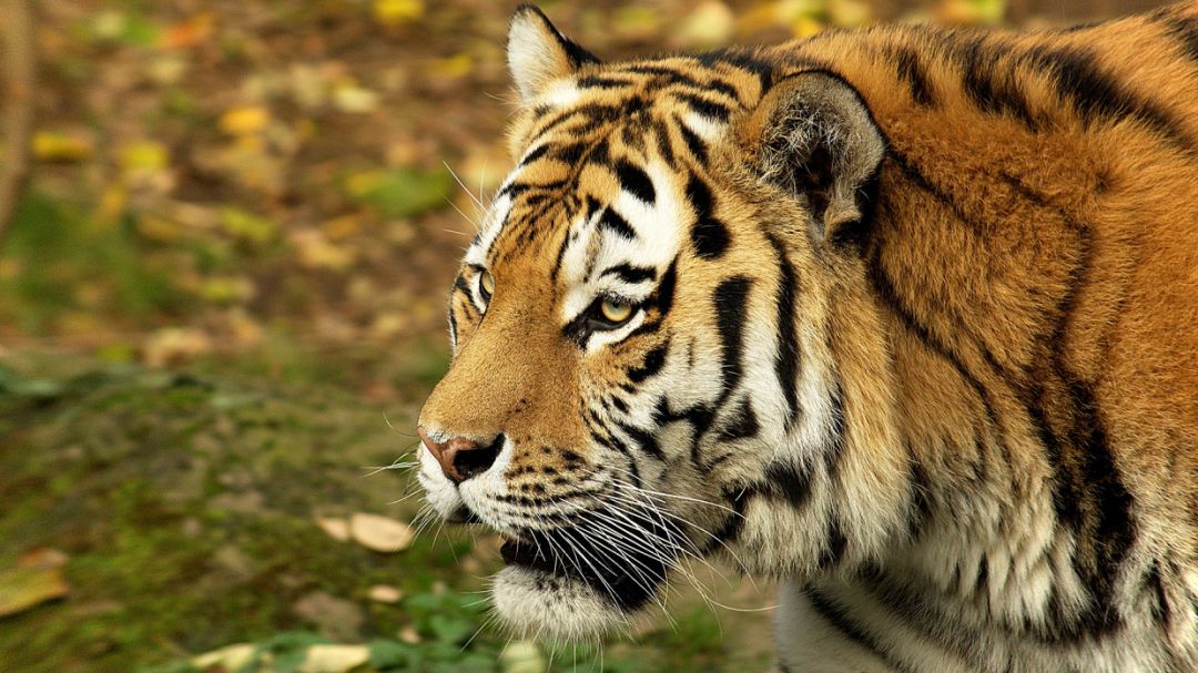 Сотрудники Калининградского зоопарка сделали маникюр амурскому тигру