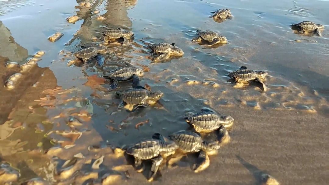 Выпустим черепаху. Черепашат выпускают в море. Никарагуа животный мир. Сотни черепах. Черепаху выпускают на волю.
