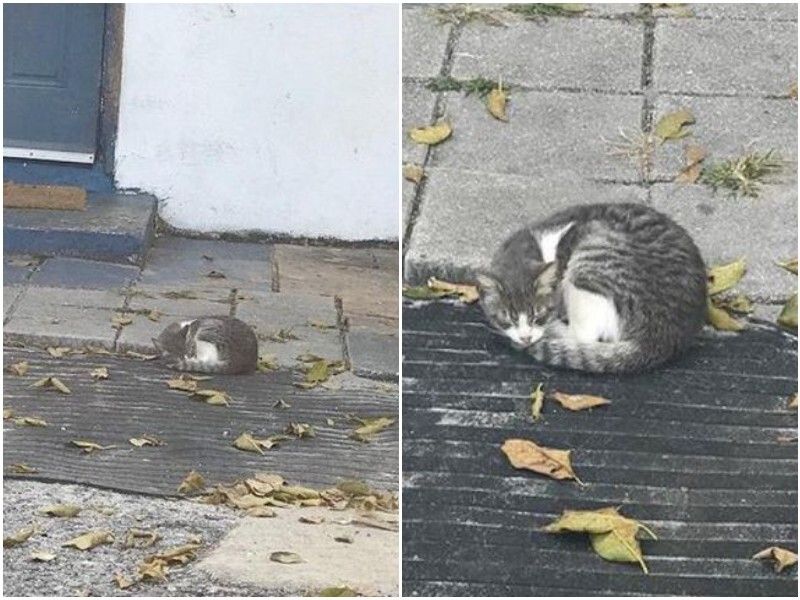 Кошка лежит на пороге между комнат примета