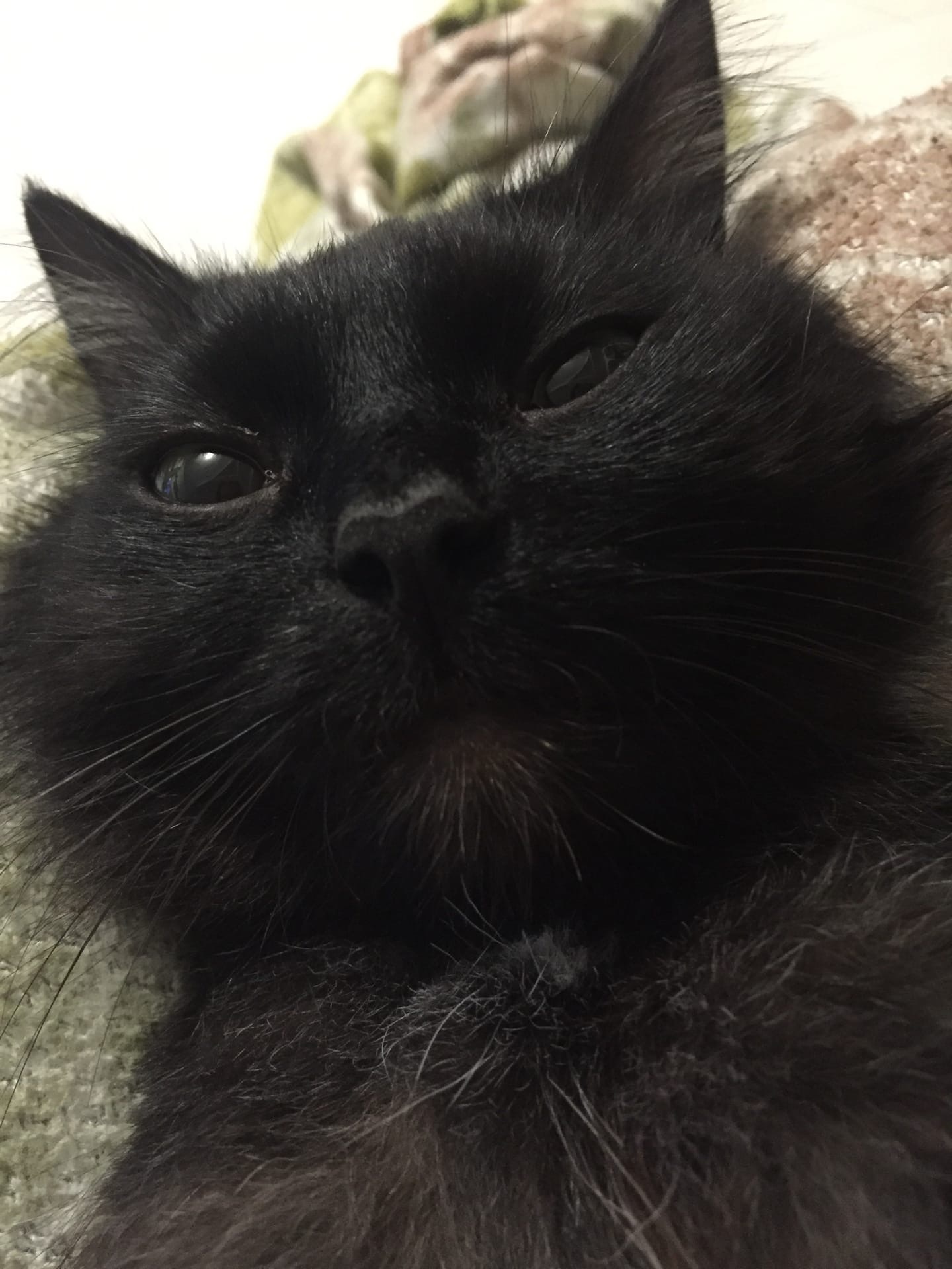 чёрный кот