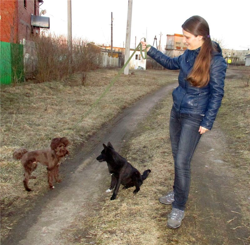 девушка с собаками