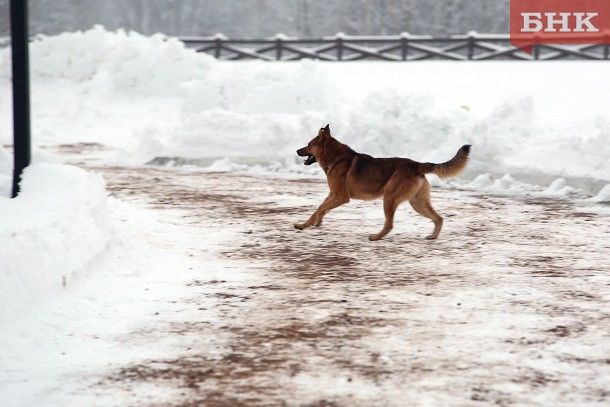 В Сосногорске ищут «охотников» на безнадзорных собак