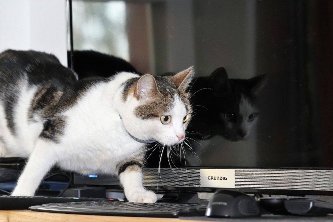 Кошка и компьютер: всё-таки их лучше держать порознь
