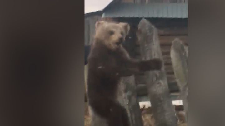 Песня на медведя выйду