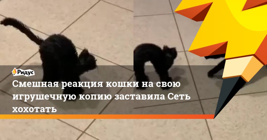 Кошка смешные реакцию. Все реакции кошек. Реакция кошки на девушку.