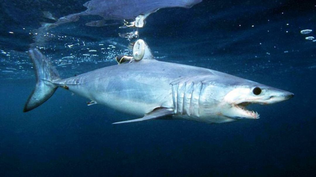 Биологи установили, как магнитные поля влияют на перемещения акул