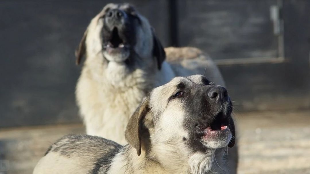 Волонтеры ищут новых хозяев для собак убитой на Урале блогерши