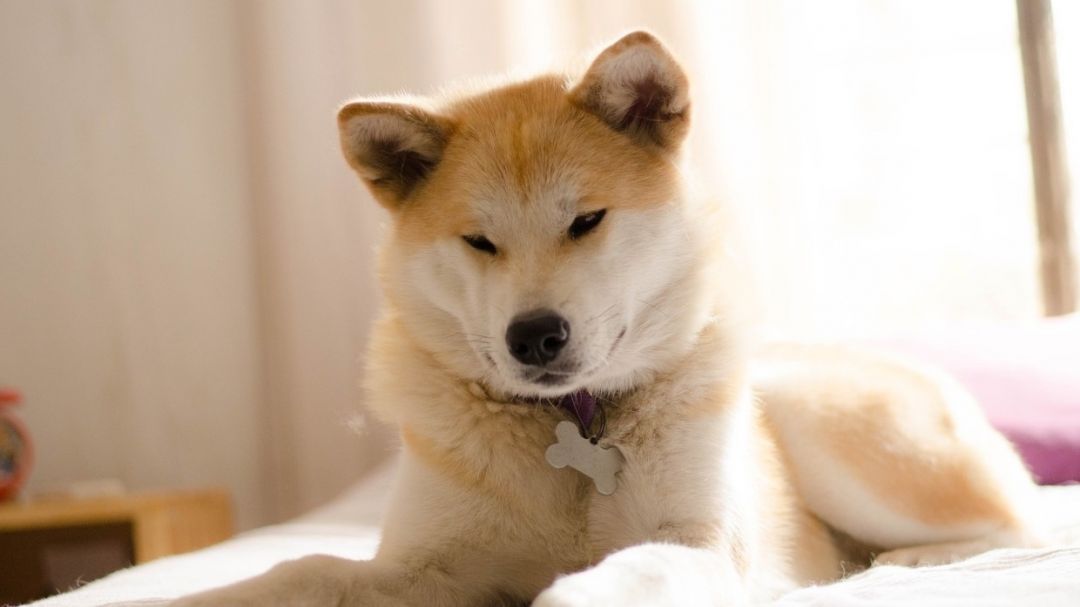 Ученые из США выяснили, как избавить собак от неприятного запаха изо рта