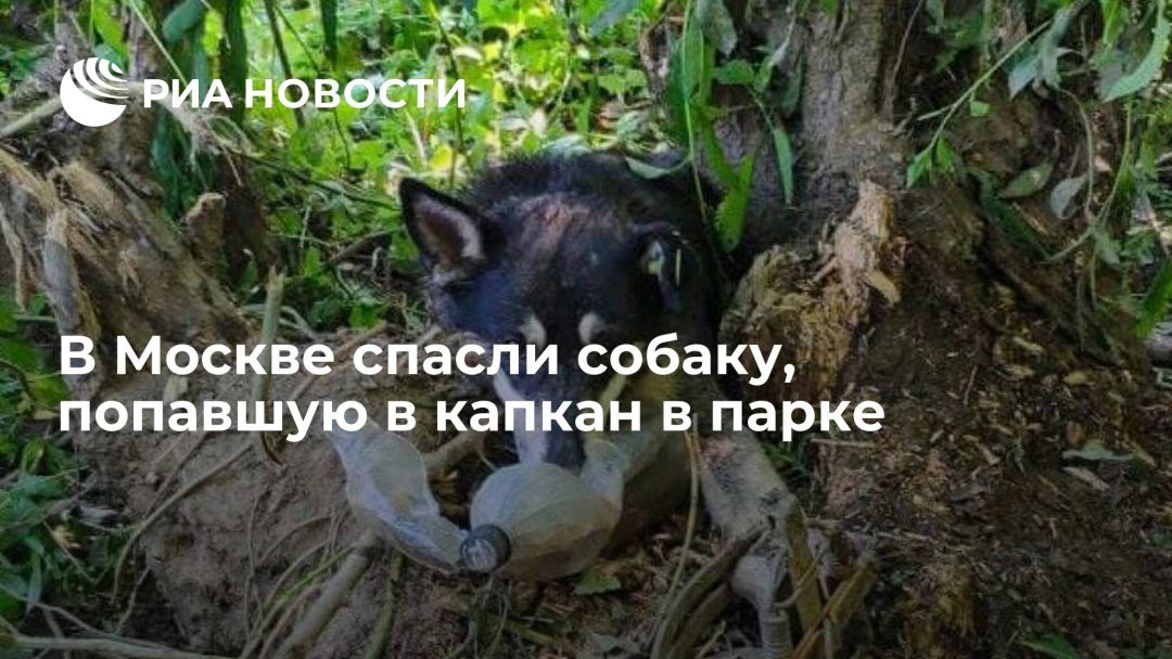 Спасение щенка из Мещерского парка. Спасла собаку,а это волк женщина собаку оказался.