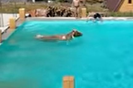 Курьез: в Карпатах в бассейн к отдыхающим неожиданно прыгнула корова. ФОТО