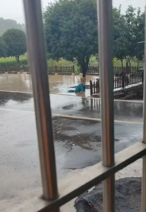 Реакция собаки, которую случайно оставили под дождем, покорила соцсети (ФОТО)