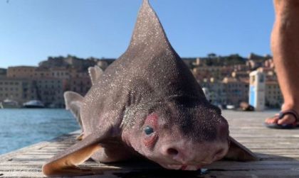 Курьез: в Италии рыбаки поймали необычную акулу, которая их напугала. ФОТО